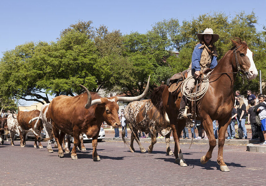 Cowboys and longhorns in the Fort Worth Stockyards historic district