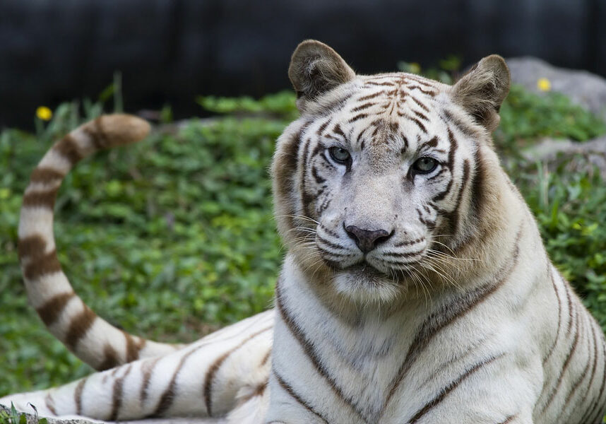 white bengal tiger at the zoo